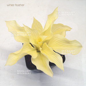 Hosta white feather