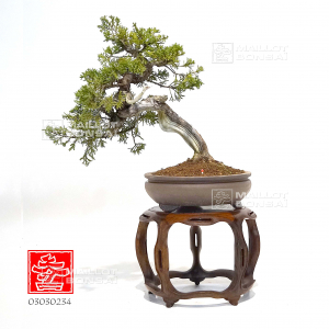 juniperus-chinensis-itoigawa-ref-03030234