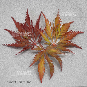 sweet-lorraine