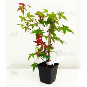 epuise-acer-palmatum-beni-maiko-en-godet