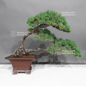 pinus-pentaphylla-ref-16080232