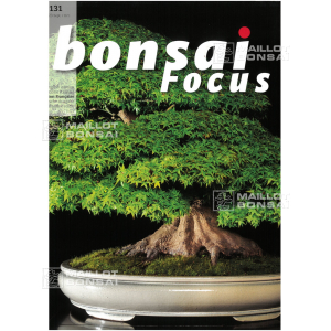 BONSAI FOCUS N° 131