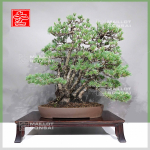 pinus-pentaphylla-07011238