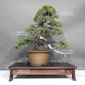 juniperus-rigida-ref-1711232