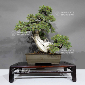 vendu-juniperus-rigida-1711237