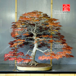 acer-palmatum-seigen-ref-11040221