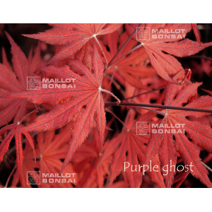 purple-ghost-baby-size