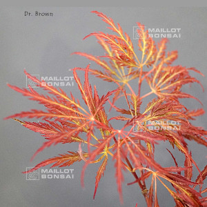 dr-brown