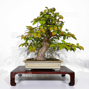 pseudocamelia-japonica-23070254
