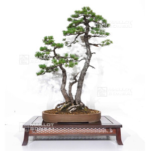 pinus-pentaphylla-ref-24070255