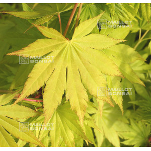 graines-d-acer-shirasawanum-jordan