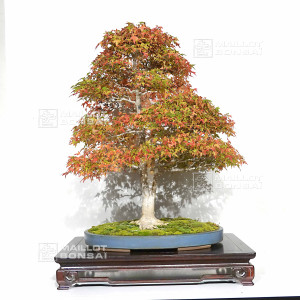 acer-buergerianum-ref-12100251