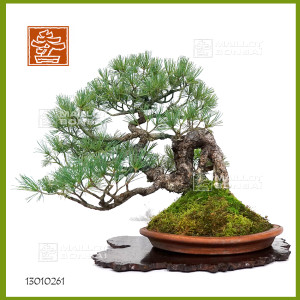 pinus-pentaphylla-ref-13010261