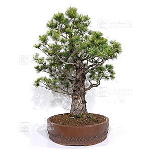 pinus-pentaphylla-ref-08040261