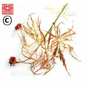 dissectum-beni-shidare-variegated-baby