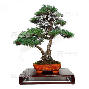 pinus-pentaphylla-ref-28070261