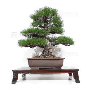 pinus-thunbergii-ref-16070261