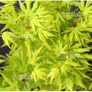 Acer palmatum going green ® variété protégée
