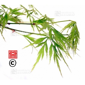 EPUISE Graines d'Acer Matsumurae dissectum viridis