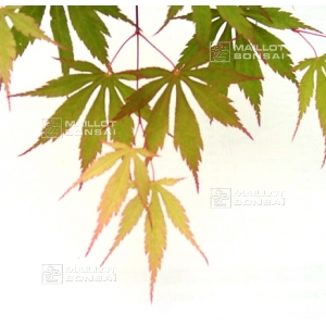 Graines d'Acer Matsumurae Matsukaze