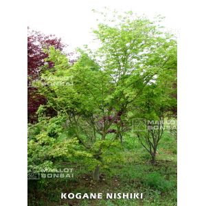 graines-d-acer-palmatum-kogane-nishiki
