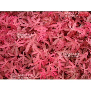 acer-palmatum-geisha-gone-s-wild