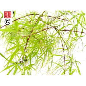 Graines d'Acer Amoenum Koto no ito