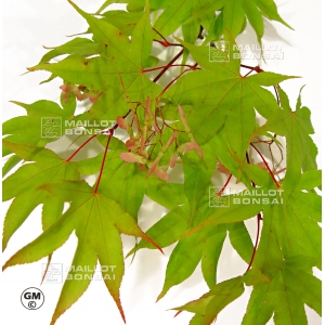 acer-amoenum-seeds-mon-zukushi