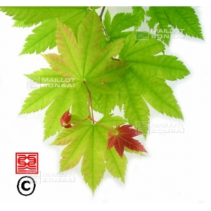 acer-japonicum-seeds-itaya-momiji