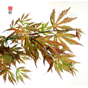 acer matsumurae seeds ariadne