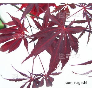 epuise-graines-d-acer-amoenum-sumi-nagashi