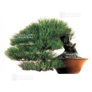 +- 20 graines de Pinus Densiflora