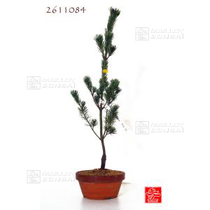 Pinus pentaphylla du Japon "ryuju" pot 4 litres