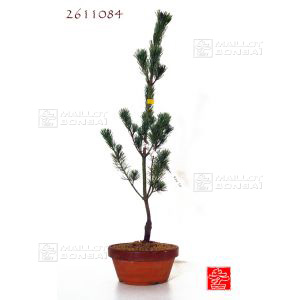 pinus-pentaphylla-du-japon-ryuju-pot-2-litres