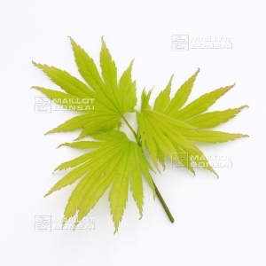 Graines d'acer japonicum nakai