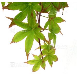 acer-palmatum-seeds-tana