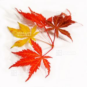 acer-palmatum-seeds-fior-d-arancio