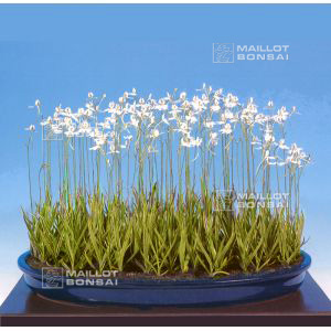 habenaria-radiata-white-egret-orchid-5-bulbs