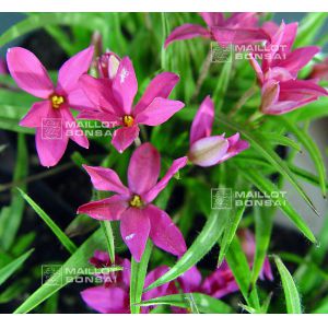 x-rhodoxis-hebron-farm-cerise
