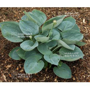 hosta-big-daddy