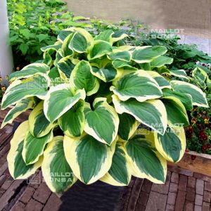 hosta-diana-remembered