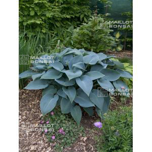 Hosta Halcyon