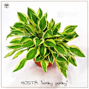 Hosta Hanky panky