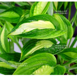 Hosta kiwy full monty