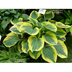 Hosta Liberty