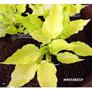 Hosta Marrakesh