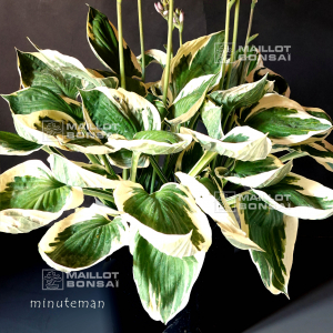 Hosta Minuteman