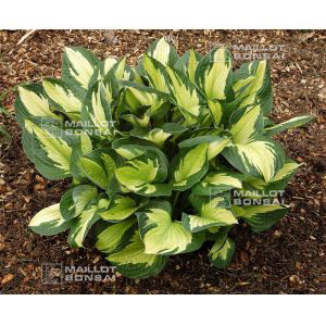 Hosta Whirlwind