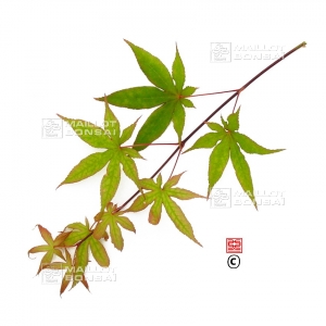 acer-palmatum-seeds-osakazuki