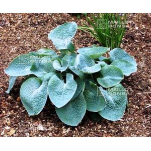 Hosta Abiqua Drinking Gourd